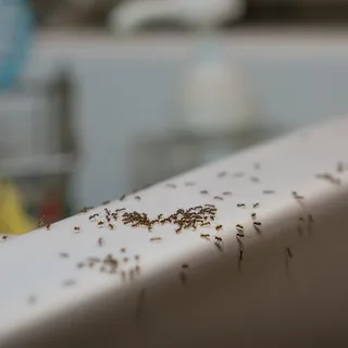 Ants Removal Services in Fort Wayne IN