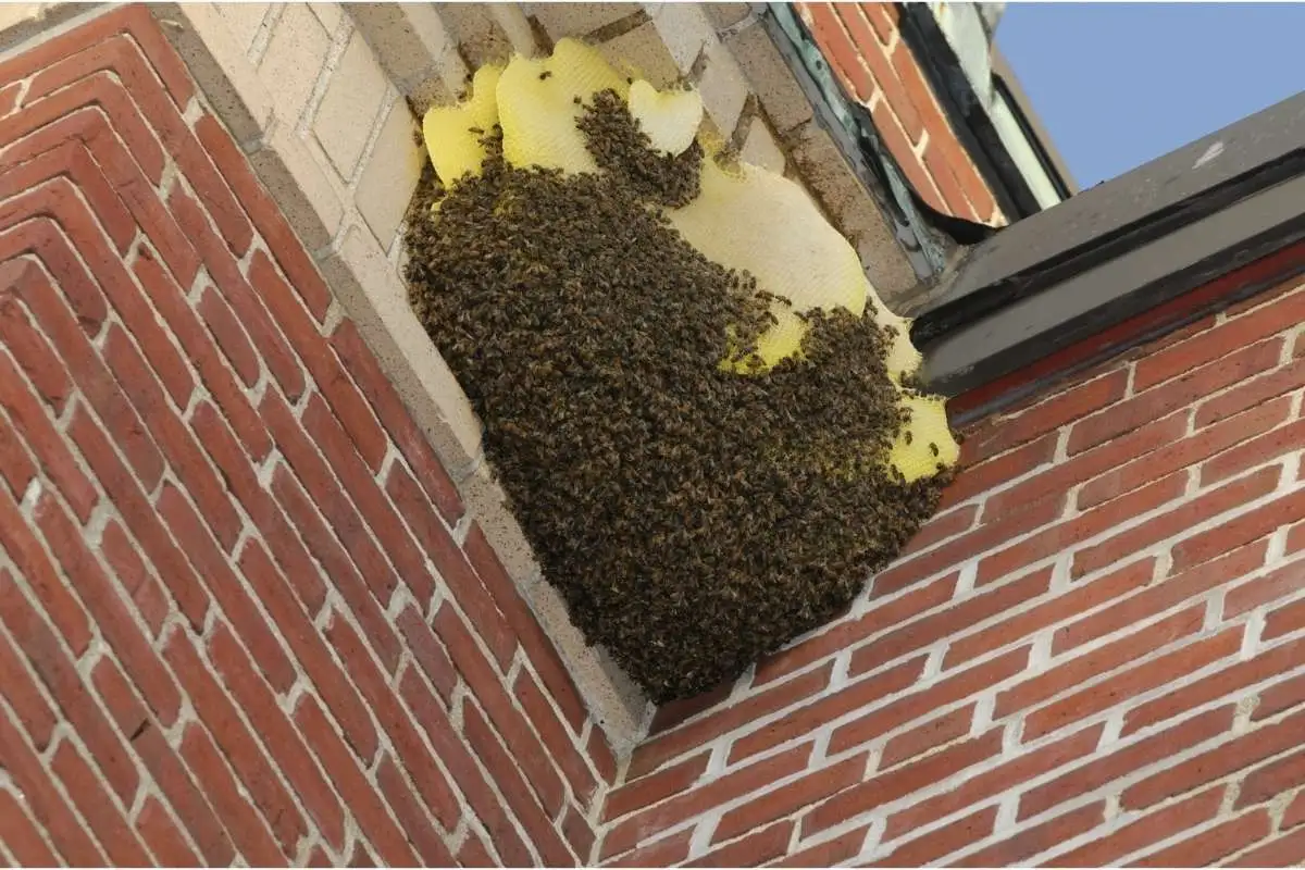 DIY Bee Removal Vs Hiring a Local Exterminator for Bees