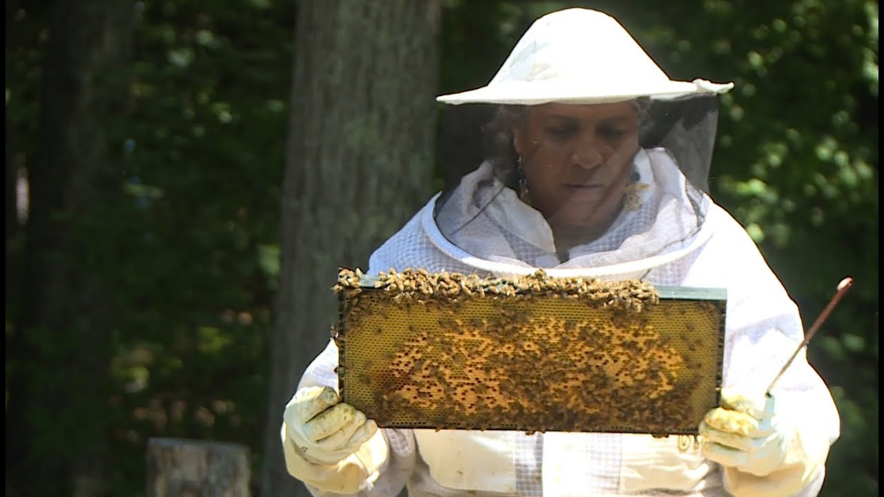 Why Bees Choose Residential and Commercial properties