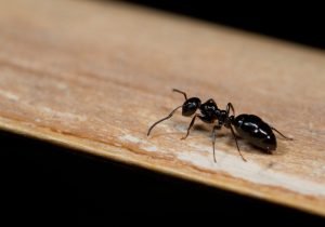 Ants Pest Removal​ Services in Fort Wayne IN