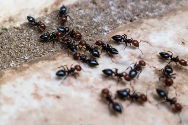 Ants Removal