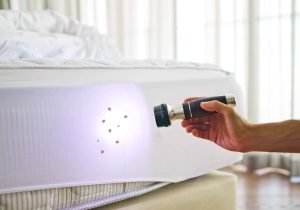 Bed Bug Removal 3_11zon