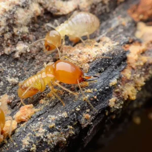 Commercial Ants Removal Services in Fort Wayne IN