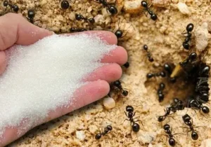 How Professional Ants Pest Removal​ Fort Wayne IN Works