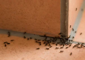 Professional Ants Pest Removal​ Fort Wayne IN