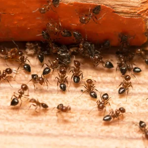 Residential Ants Removal Services in Fort Wayne IN