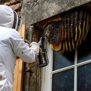 Residential Bees Extermination Services Fort Wayne IN
