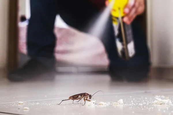 Roaches Removal