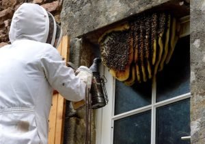 Wasps Extermination 6_11zon