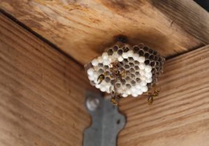 Wasps Extermination 7_11zon