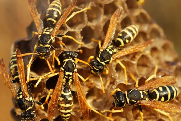 Wasps Extermination