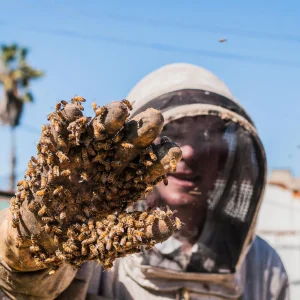 What Affects the Bee Exterminator Cost Fort Wayne IN